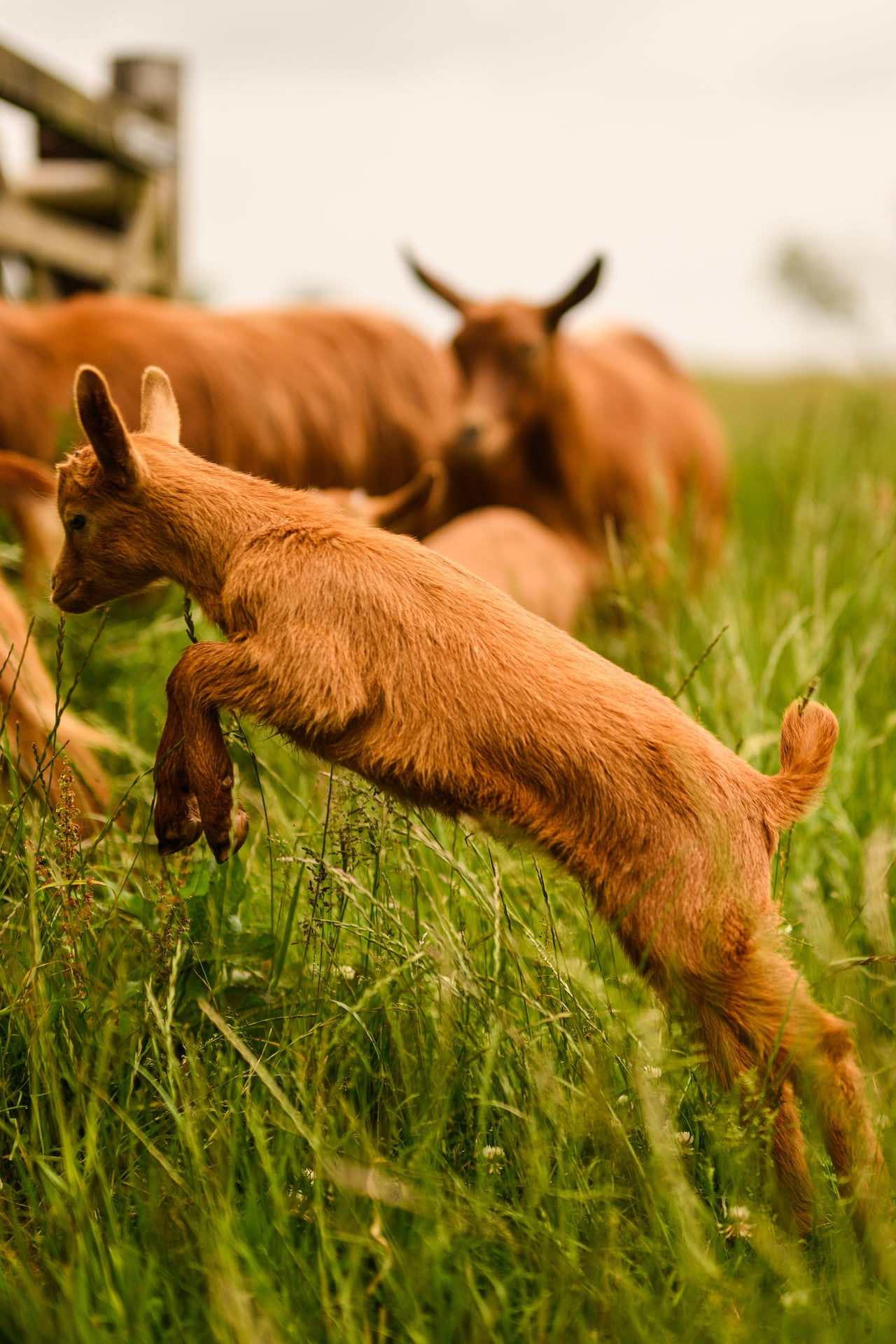 Goatkidsplaying