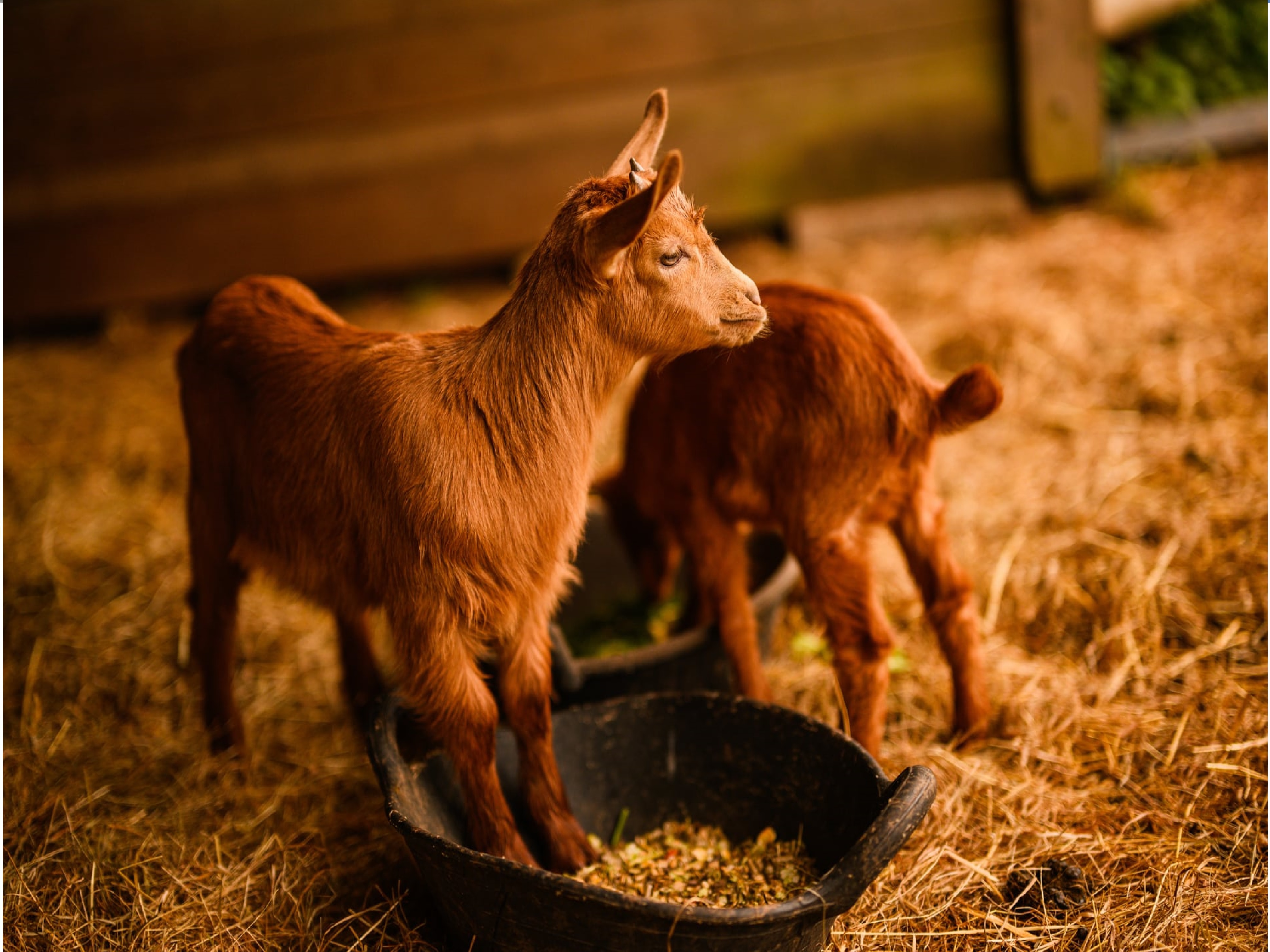 Goatkidsstanding