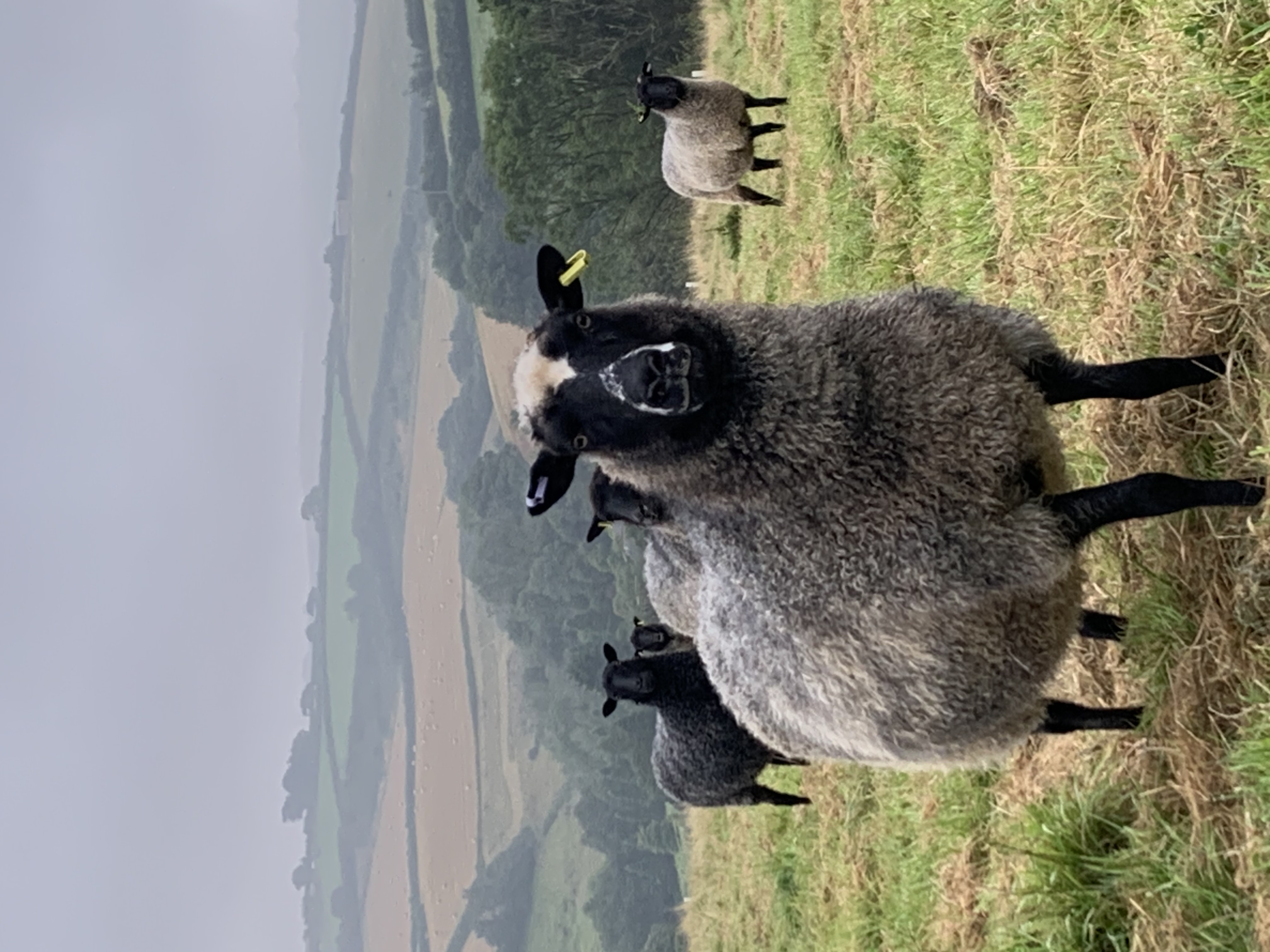 Sheep1